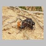 Ammophila sabulosa - Sandwespe 03h 19mm mit Clostera sp-Raupe.jpg